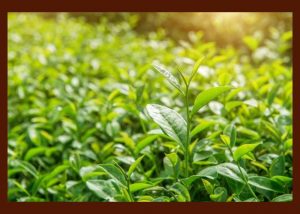 Healthy Brain Foods: Green tea